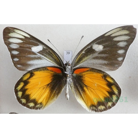 Delias zebuda Hewitson, 1862 male reverse Indonesia, Sulawesi39